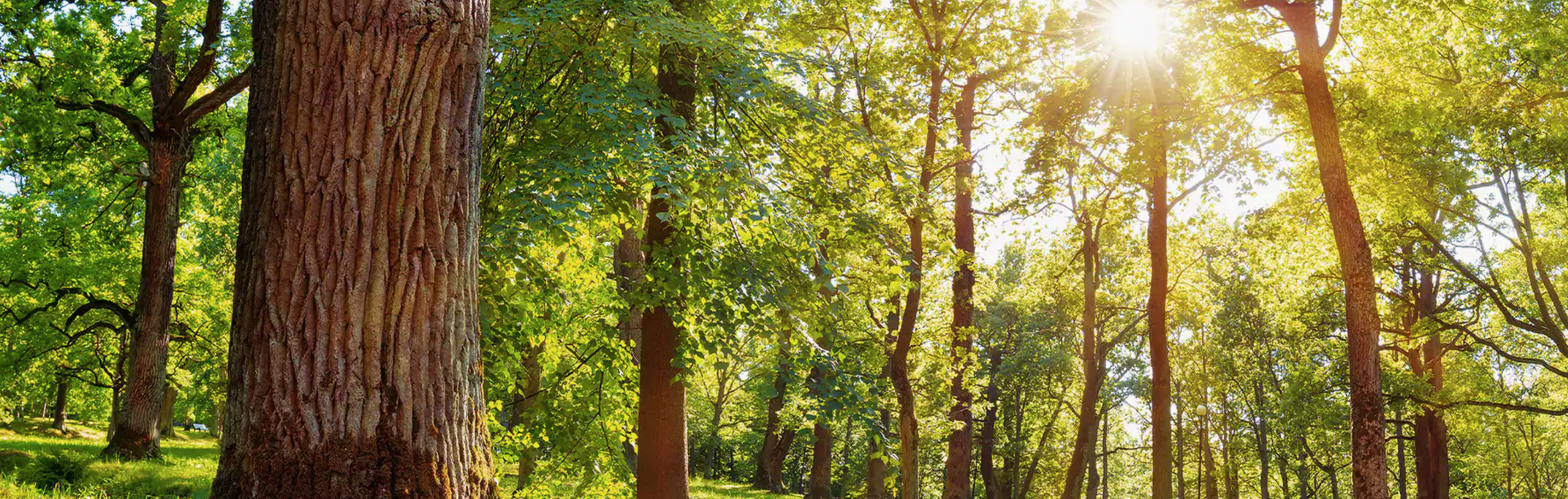 Thorsten Reiche e.K. cover image