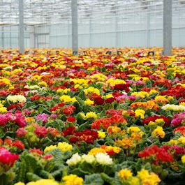 Beispielarbeit von Dechant Gartenbau GmbH & Co. KG - veröffentlicht auf Gartenbau.org