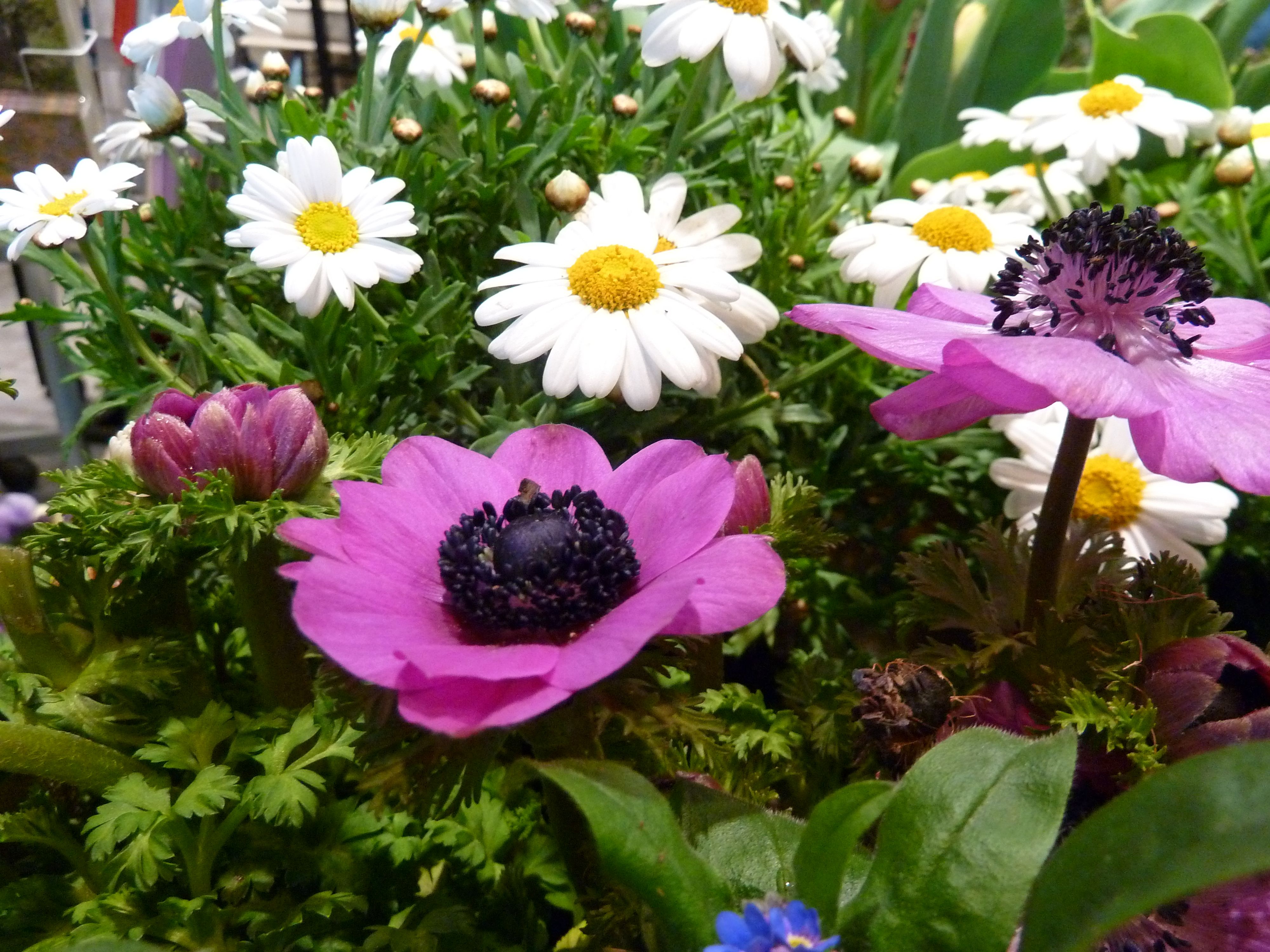 Beispielarbeit von Blumen Rosl - veröffentlicht auf Gartenbau.org