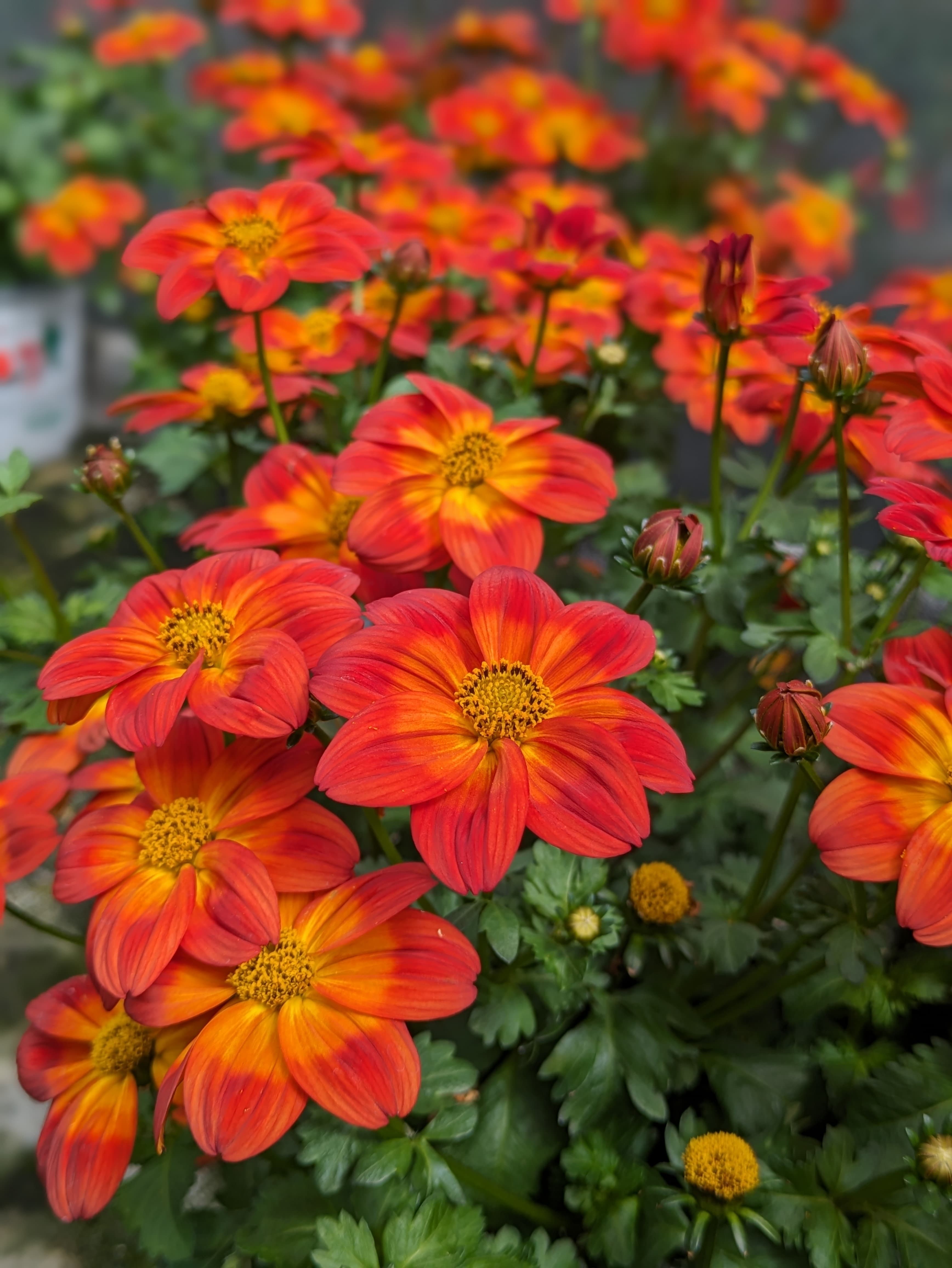 Beispielarbeit von Gärtnerei Siegl GbR | Gärtnerei Pfaffenhofen - veröffentlicht auf Gartenbau.org