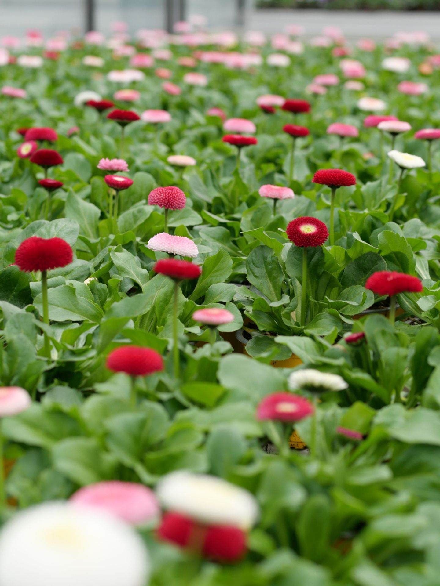 Beispielarbeit von Ulrich Kleinstäuber Gärtnerei - veröffentlicht auf Gartenbau.org