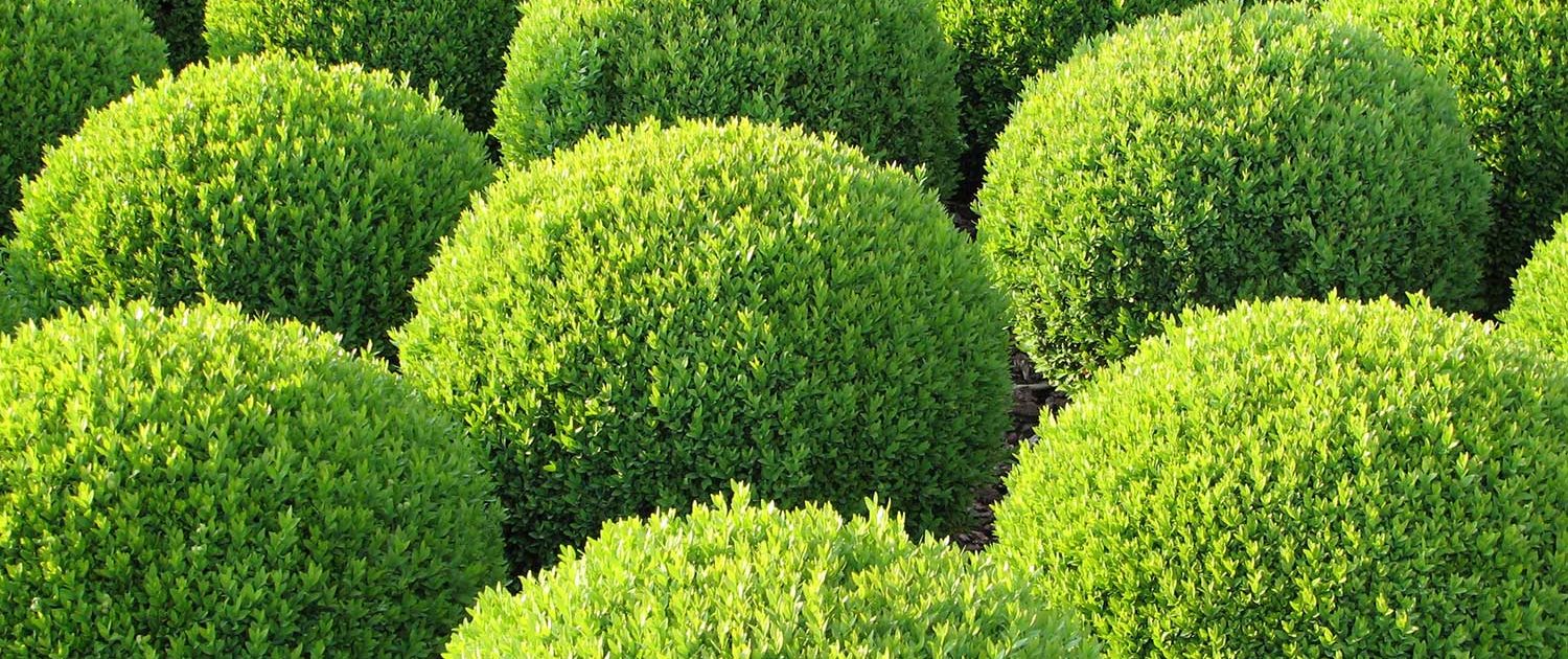 Beispielarbeit von Hörchens Gartengestaltung - veröffentlicht auf Gartenbau.org