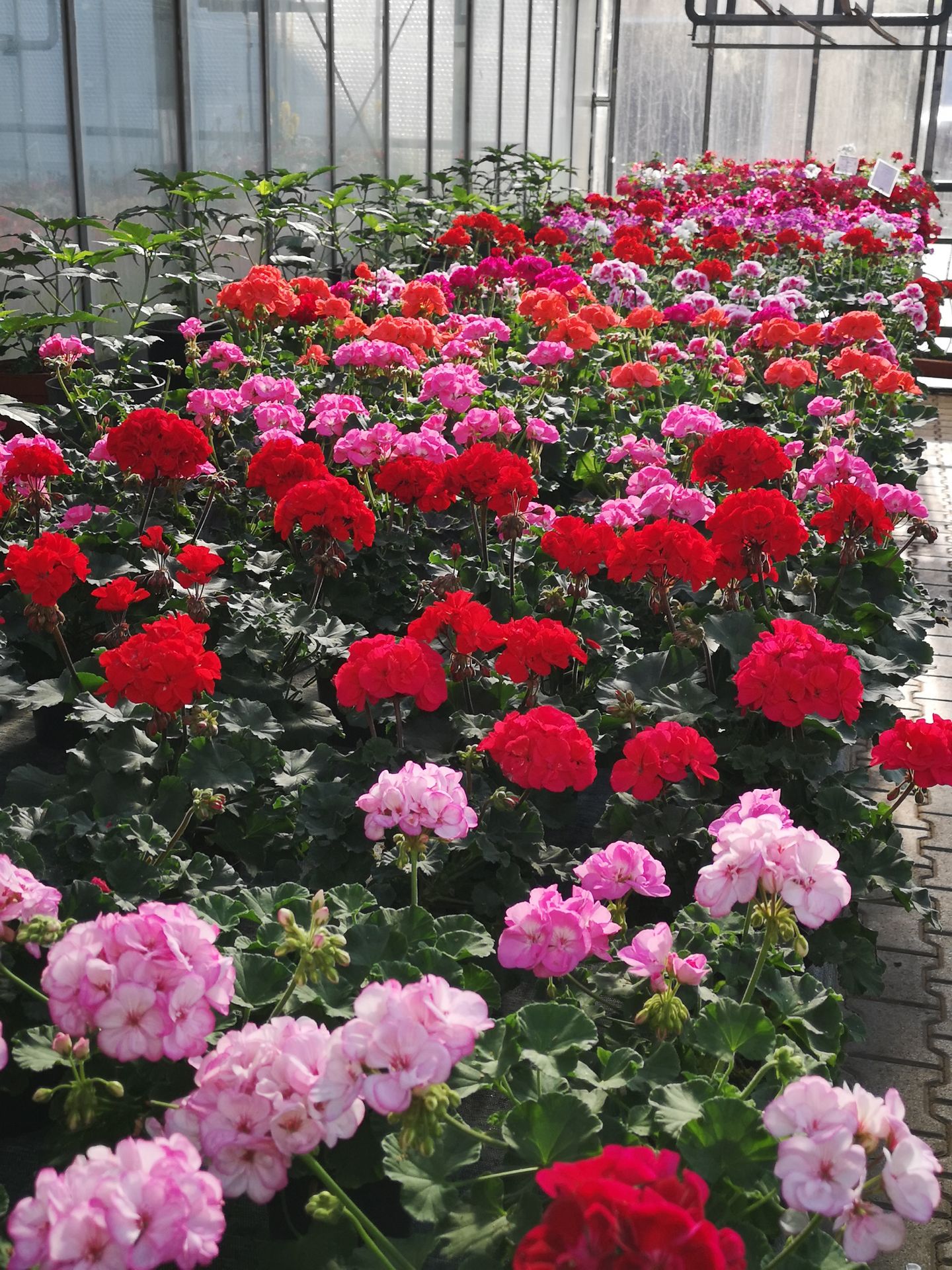 Beispielarbeit von Blumen Böswirth | Gärtnerei Pfaffenhofen - veröffentlicht auf Gartenbau.org