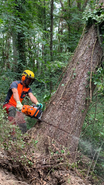 Beispielarbeit von Baumkonzept GmbH - veröffentlicht auf Gartenbau.org
