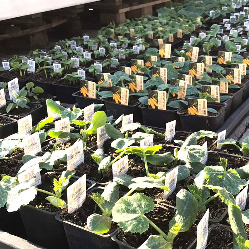 Beispielarbeit von Gärtnerei Böhmerwiese - veröffentlicht auf Gartenbau.org