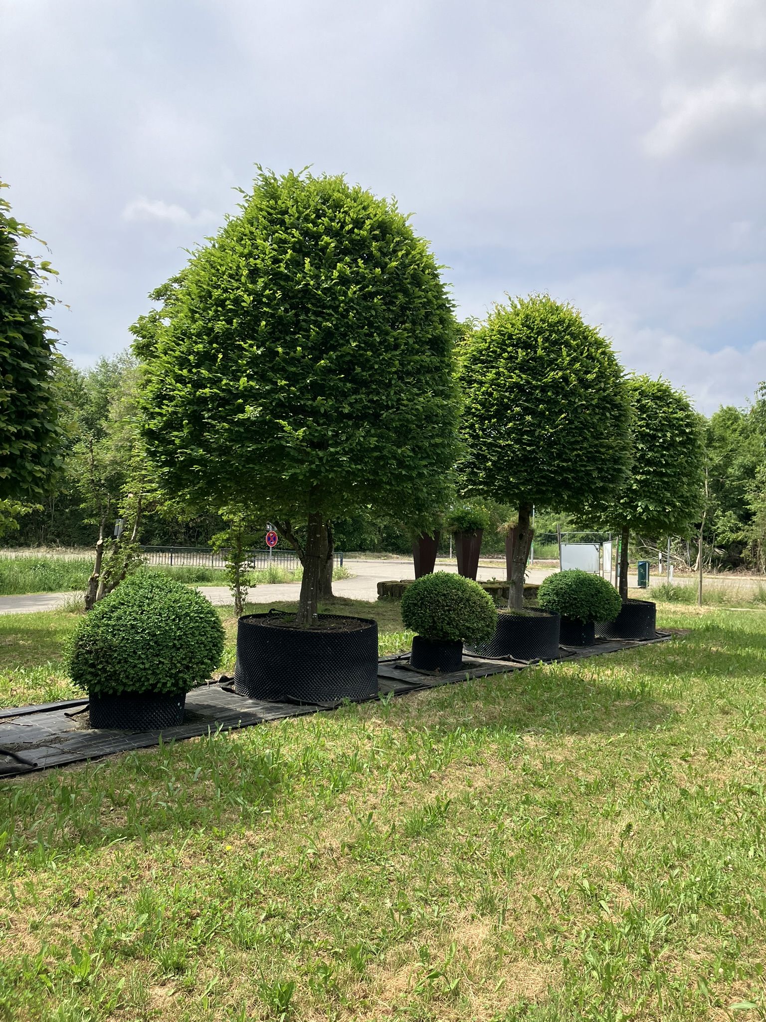 Beispielarbeit von Pflanzenzentrum & Gartengestaltung RÖSCH - veröffentlicht auf Gartenbau.org