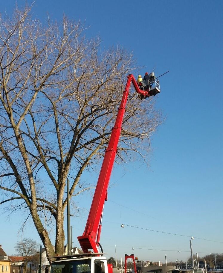 Beispielarbeit von Wendling GbR - veröffentlicht auf Gartenbau.org