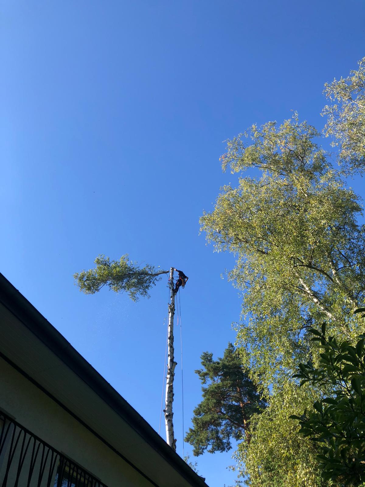 Beispielarbeit von Baumpflege mit Seilklettertechnik Sebastian Körber - veröffentlicht auf Gartenbau.org