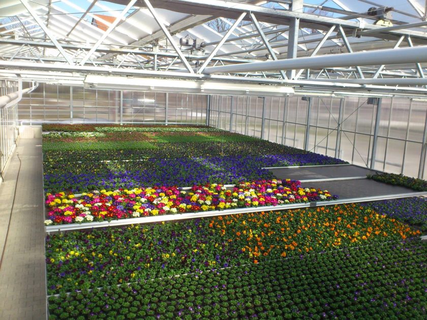 Beispielarbeit von Blumen Meer Gärtnerei & Floristik - veröffentlicht auf Gartenbau.org