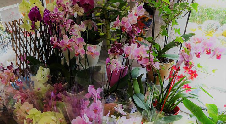 Beispielarbeit von Gabriele Liebich Blumenparadies Susicky - veröffentlicht auf Gartenbau.org