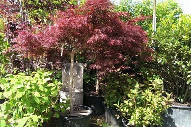 Beispielarbeit von Enzo Giardino - veröffentlicht auf Gartenbau.org
