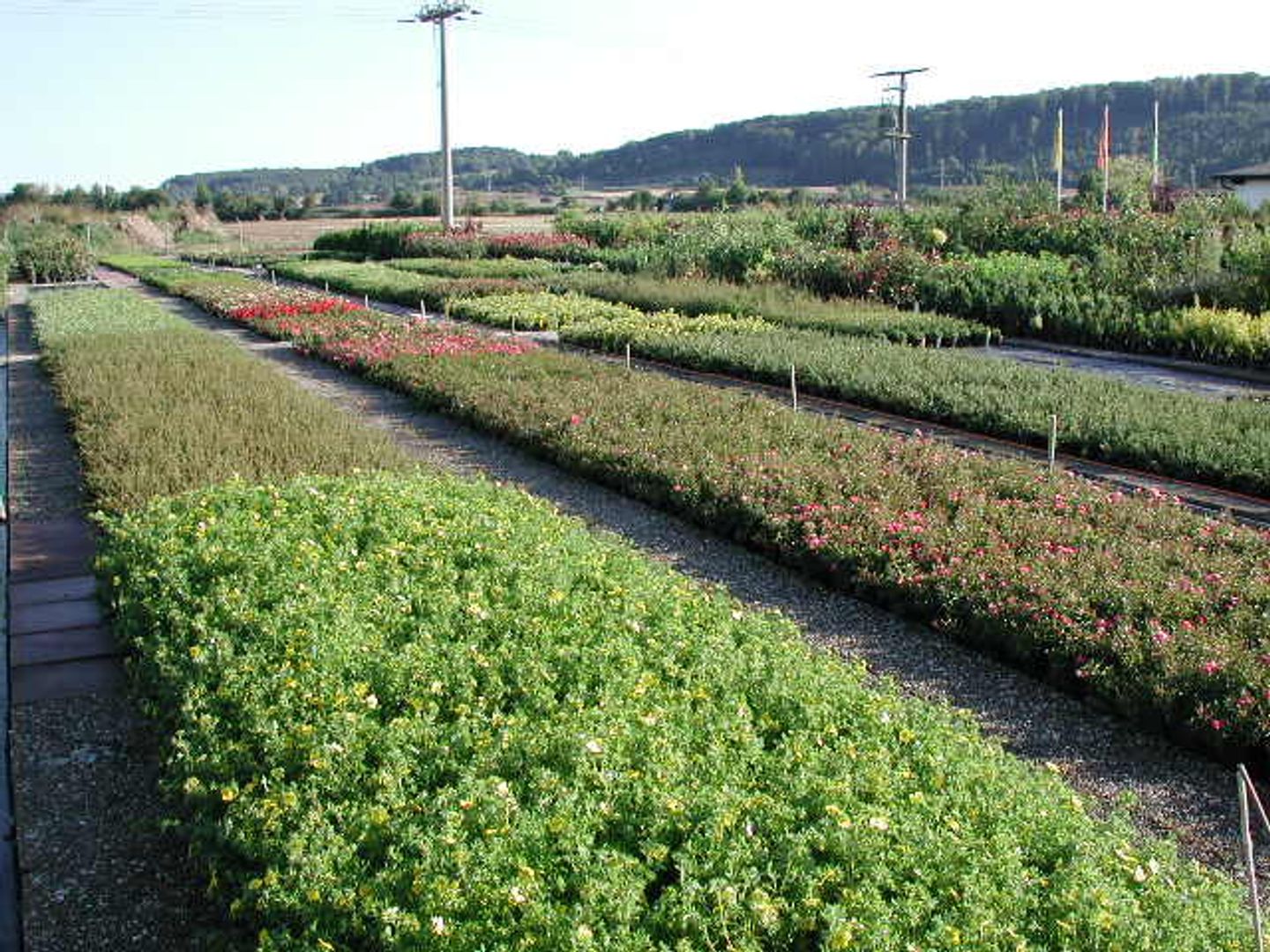 Beispielarbeit von Helmstetter GmbH Garten Fachmarkt - veröffentlicht auf Gartenbau.org
