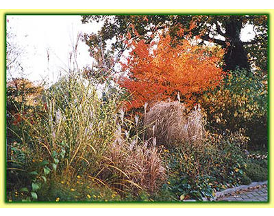 Beispielarbeit von ""Flora passionata'''' - veröffentlicht auf Gartenbau.org