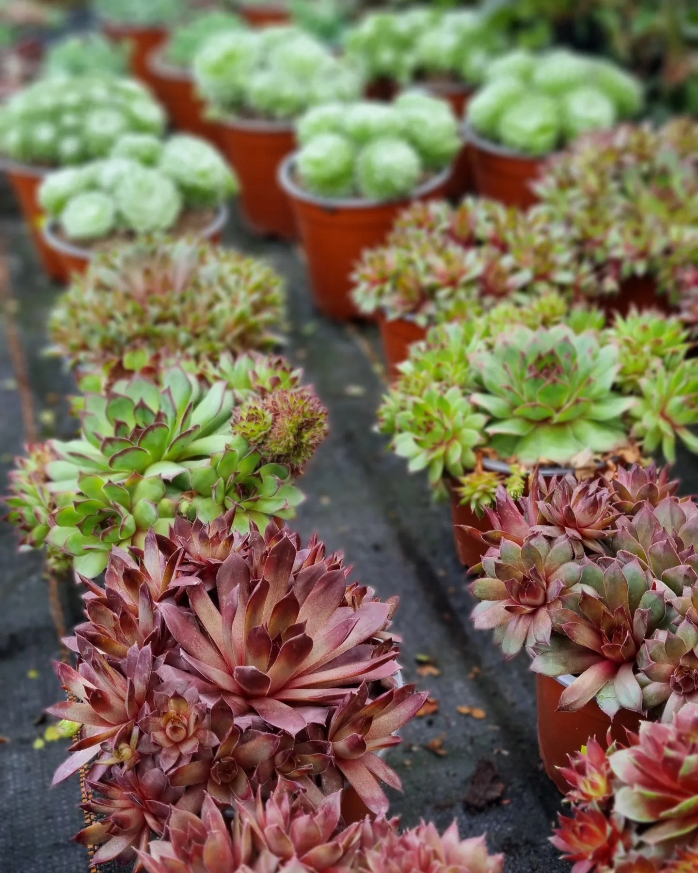 Beispielarbeit von Die Blumenwerkstatt Wilhelm Rippel - veröffentlicht auf Gartenbau.org