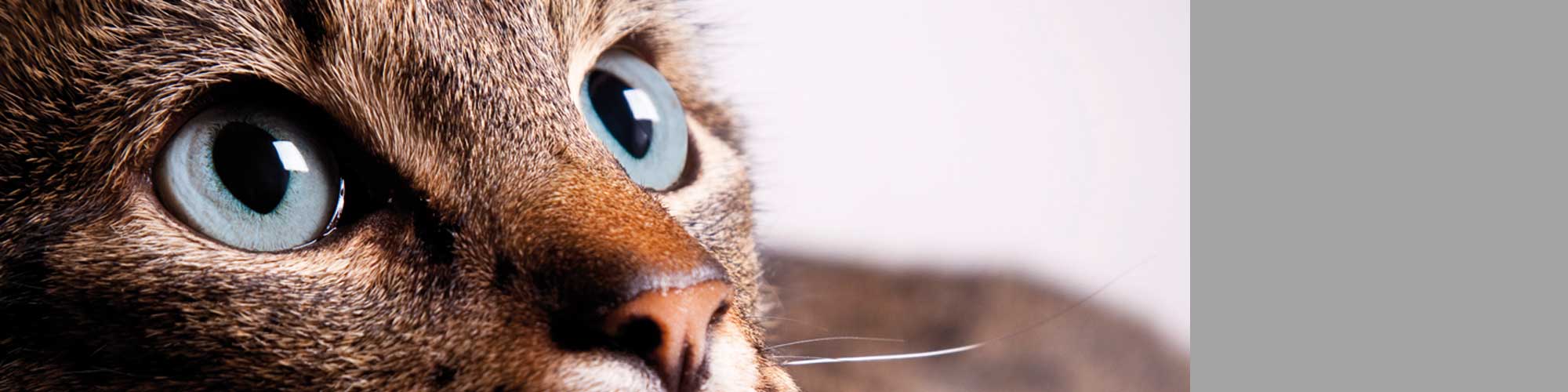 Tierärztliches Augenzentrum München cover image