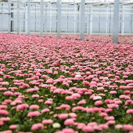 Beispielarbeit von Dechant Gartenbau GmbH & Co. KG - veröffentlicht auf Gartenbau.org