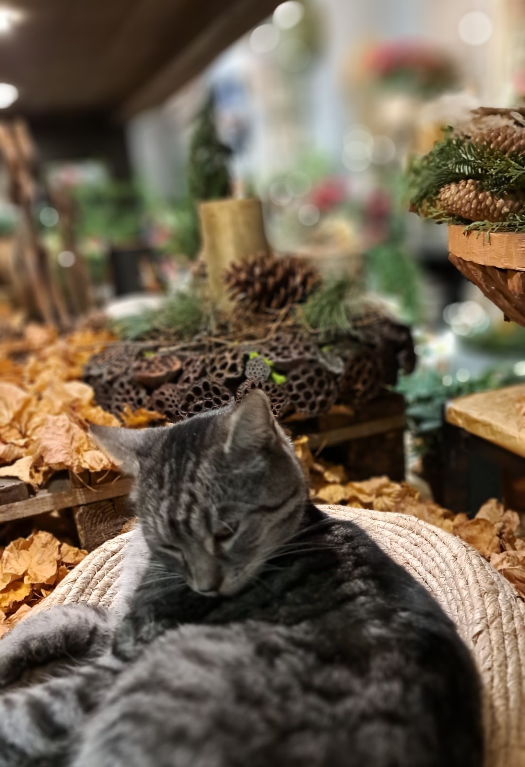 Beispielarbeit von Blumen Kreativ - veröffentlicht auf Gartenbau.org