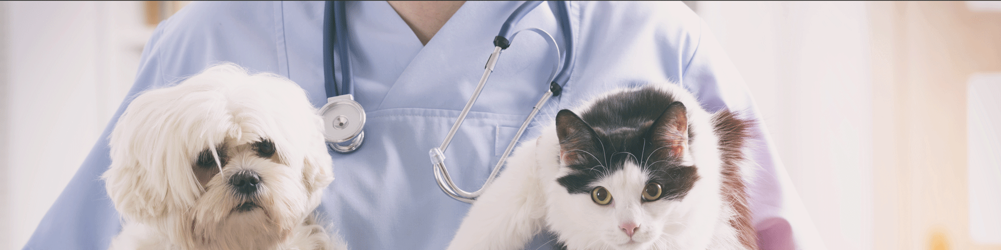 Fachtierarzt-Zentrum für Kleintiere Dr. Bodo Kröll, Dr. Janin Kröll & Kollegen/Tagesklinik cover image