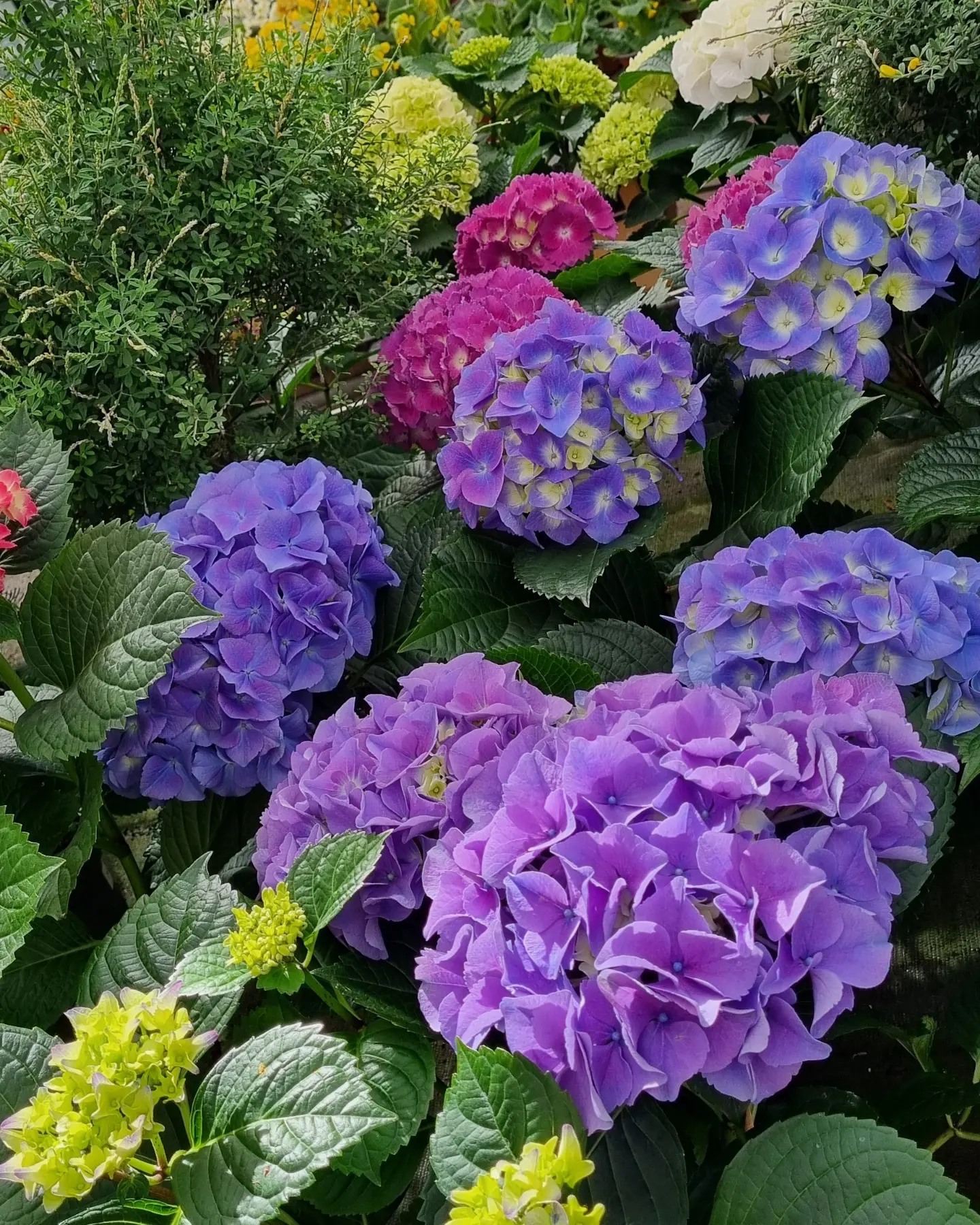 Beispielarbeit von Die Blumenwerkstatt Wilhelm Rippel - veröffentlicht auf Gartenbau.org