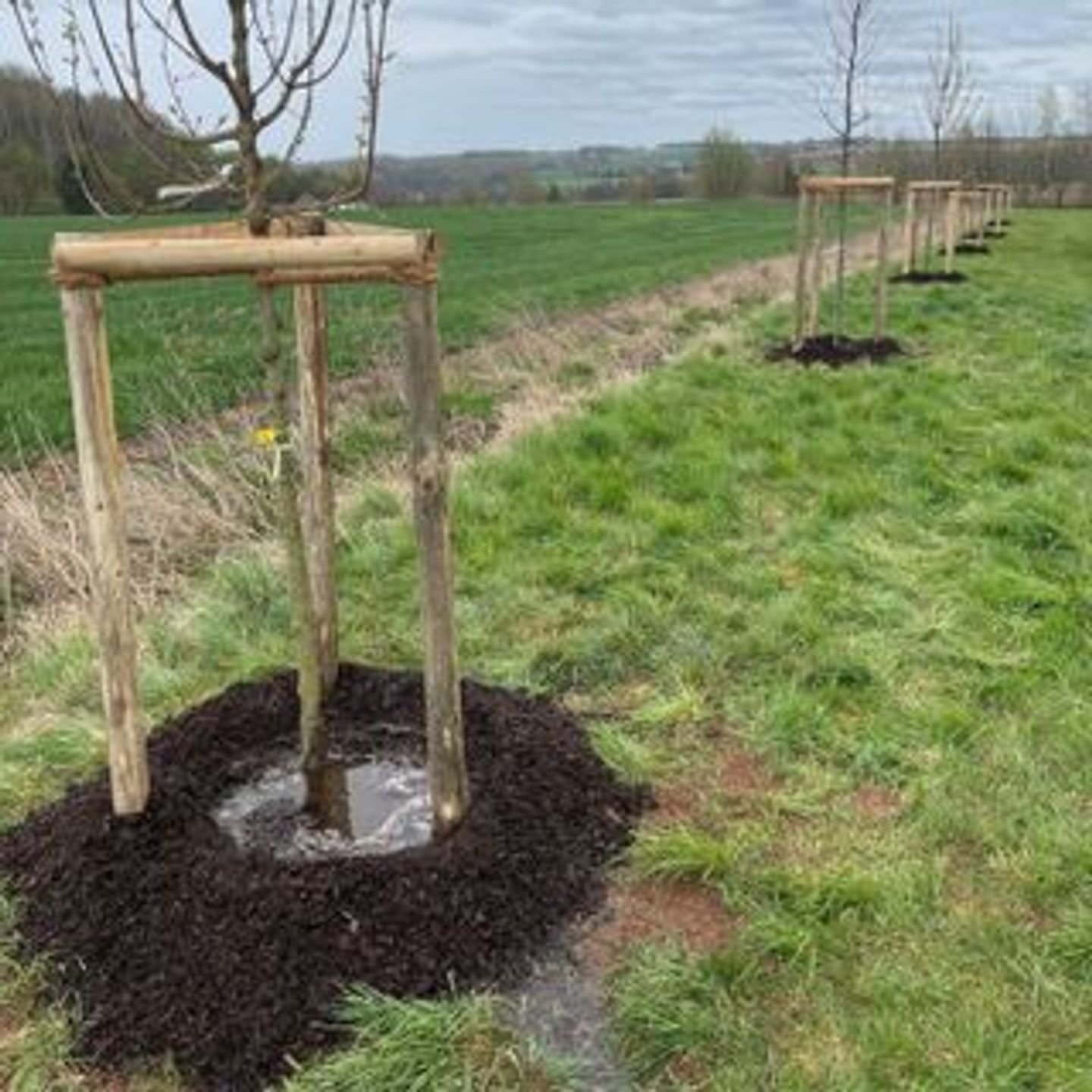 Beispielarbeit von Garten- und Landschaftspflege Holger Greschok - veröffentlicht auf Gartenbau.org