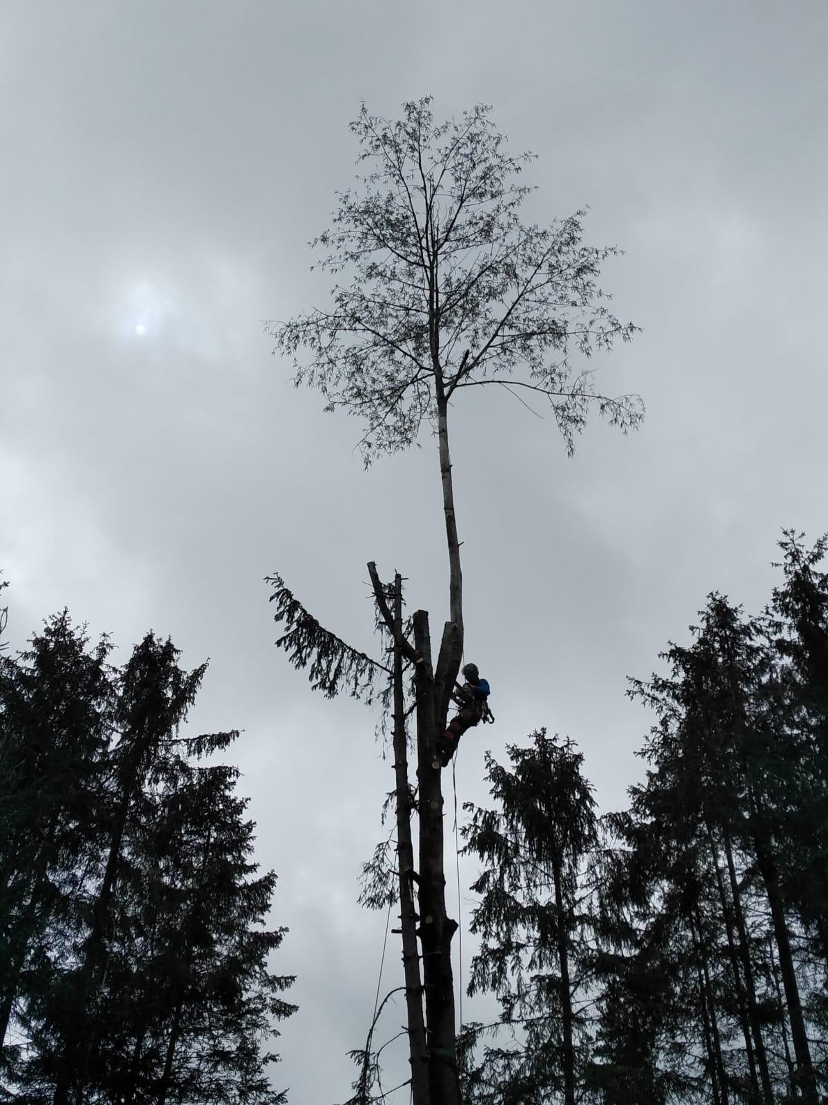 Beispielarbeit von Baumdienst mit Seilzugangstechnik Bruchholz - veröffentlicht auf Gartenbau.org