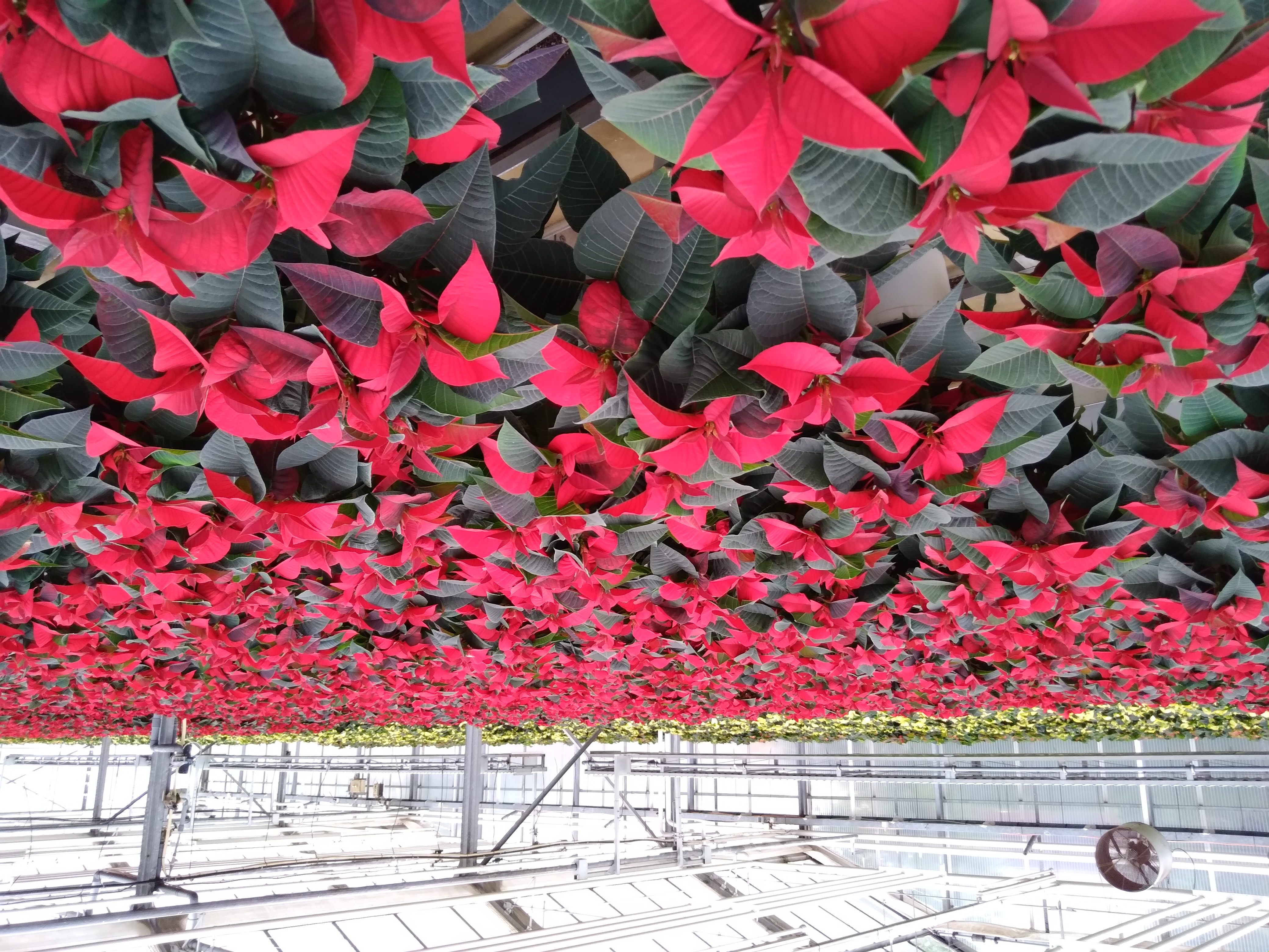 Beispielarbeit von Blumen Tümmers - veröffentlicht auf Gartenbau.org