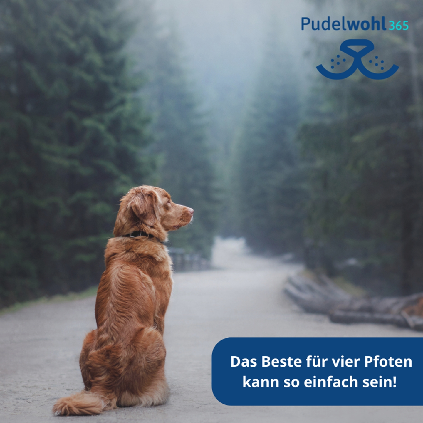 Beispielarbeit von Pudelwohl365 - spezialisiert auf Tierversicherungen - veröffentlicht auf Finanzberater.net