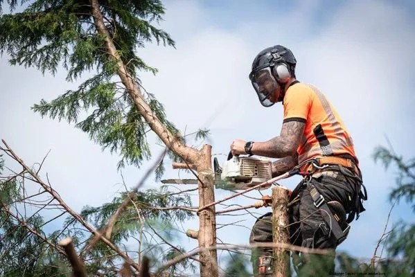 Beispielarbeit von Euro Baumdienst GmbH - veröffentlicht auf Gartenbau.org