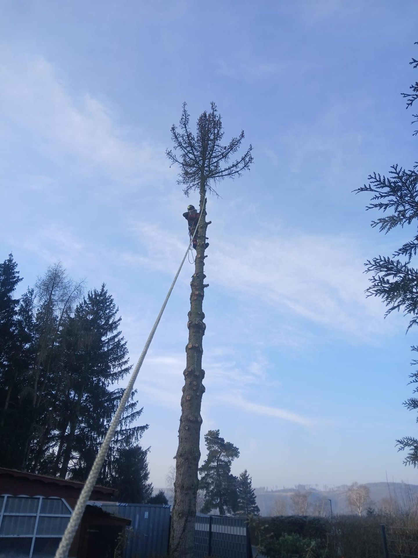 Beispielarbeit von Baumfällungen Müller - veröffentlicht auf Gartenbau.org