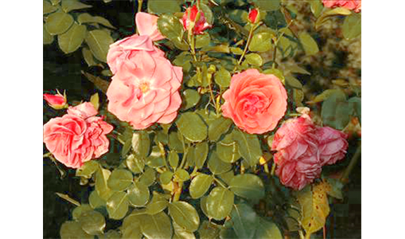 Beispielarbeit von Blumen Wendler - veröffentlicht auf Gartenbau.org