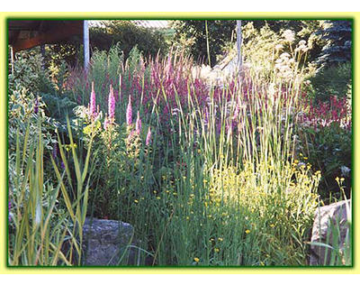 Beispielarbeit von ""Flora passionata'''' - veröffentlicht auf Gartenbau.org