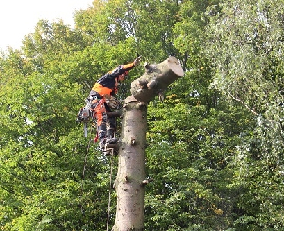Beispielarbeit von Wendling GbR - veröffentlicht auf Gartenbau.org