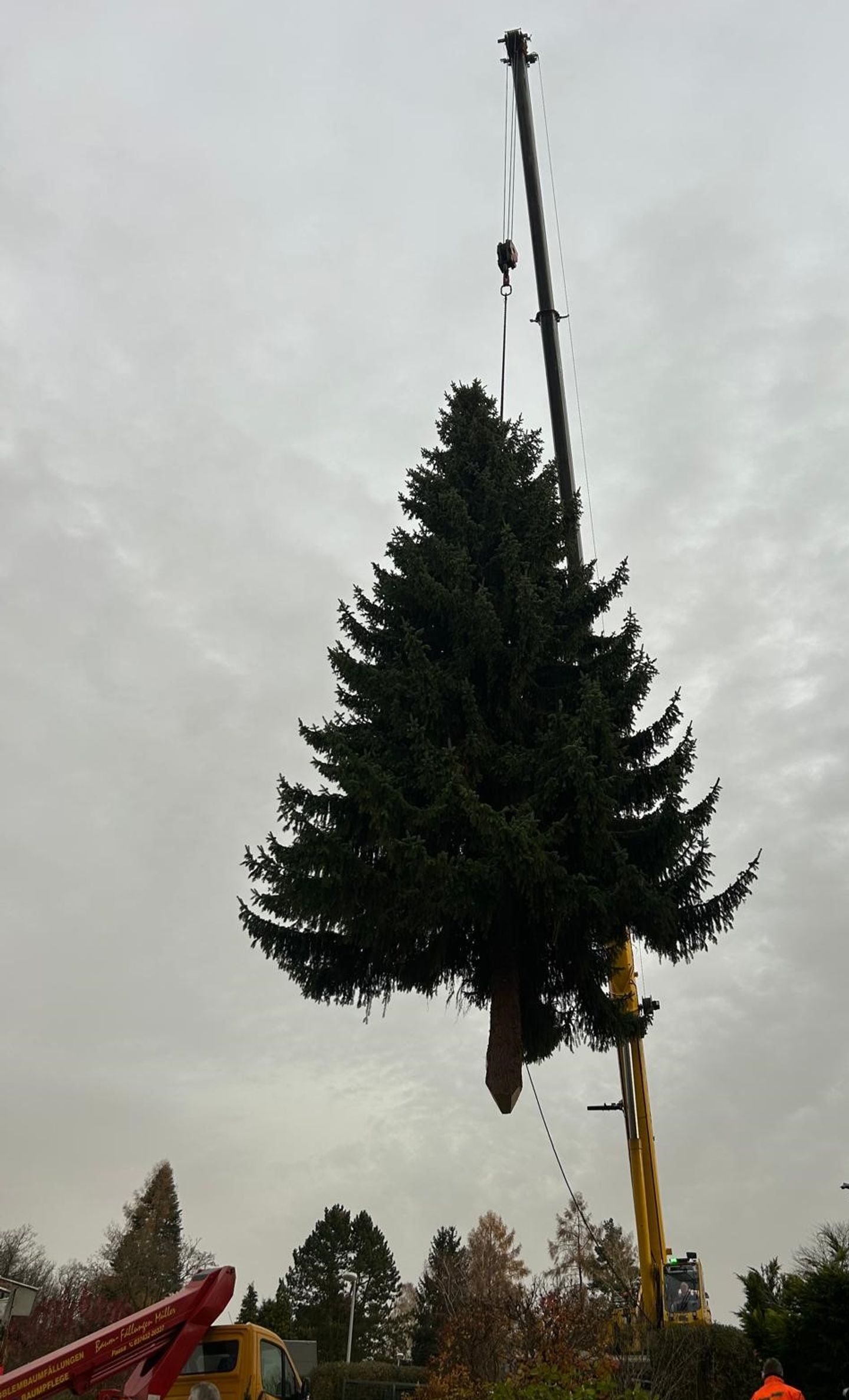Beispielarbeit von Baumfällungen Müller - veröffentlicht auf Gartenbau.org