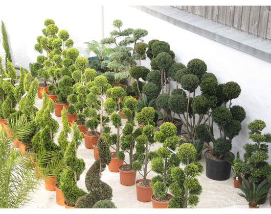 Beispielarbeit von Der Palmenstadl - veröffentlicht auf Gartenbau.org