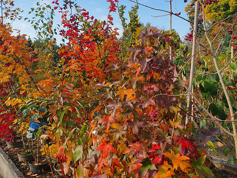 Beispielarbeit von Garten Zeißlhof - veröffentlicht auf Gartenbau.org