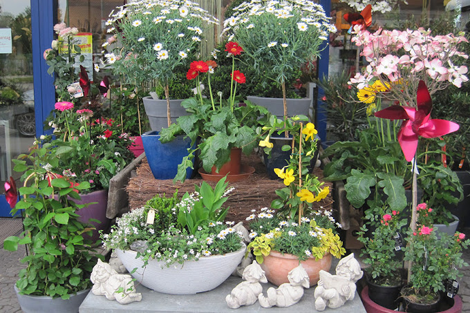 Beispielarbeit von Blumen Zuckschwert - veröffentlicht auf Gartenbau.org