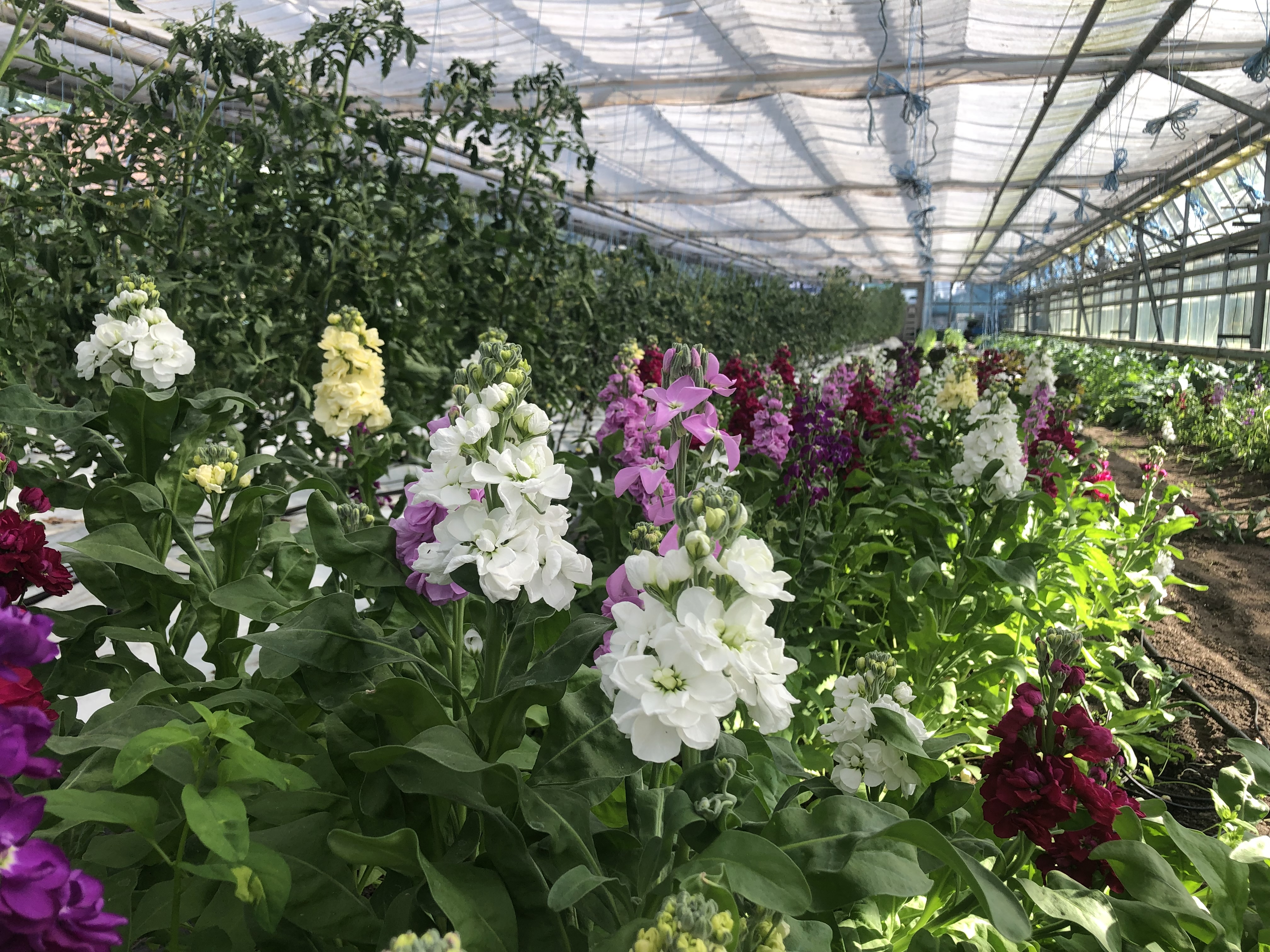 Beispielarbeit von Klaus-Dieter Pietasch Gartenbaubetrieb - veröffentlicht auf Gartenbau.org