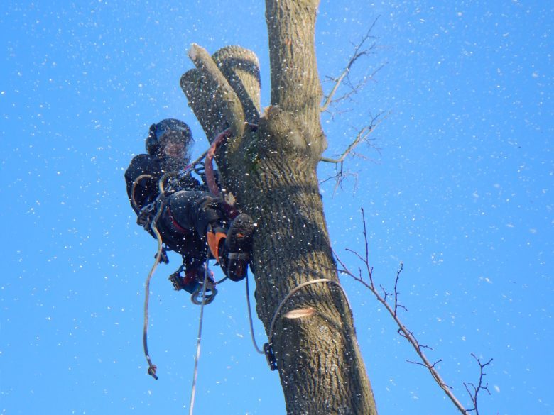 Beispielarbeit von Baumdienst mit Seilzugangstechnik Bruchholz - veröffentlicht auf Gartenbau.org