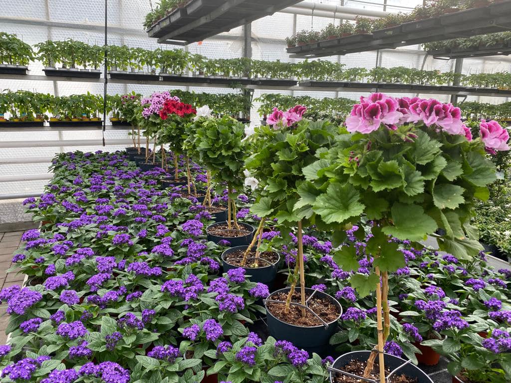Beispielarbeit von Krischke GdbR Blumen Andreas und Ulrich - veröffentlicht auf Gartenbau.org