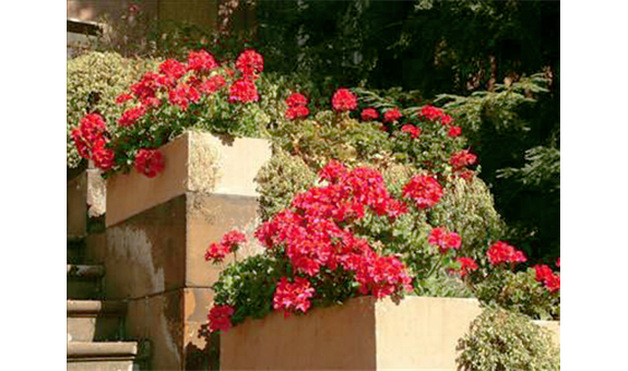 Beispielarbeit von Blumen Wendler - veröffentlicht auf Gartenbau.org