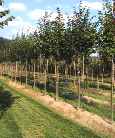 Beispielarbeit von Hartenberger Baumschulen - veröffentlicht auf Gartenbau.org