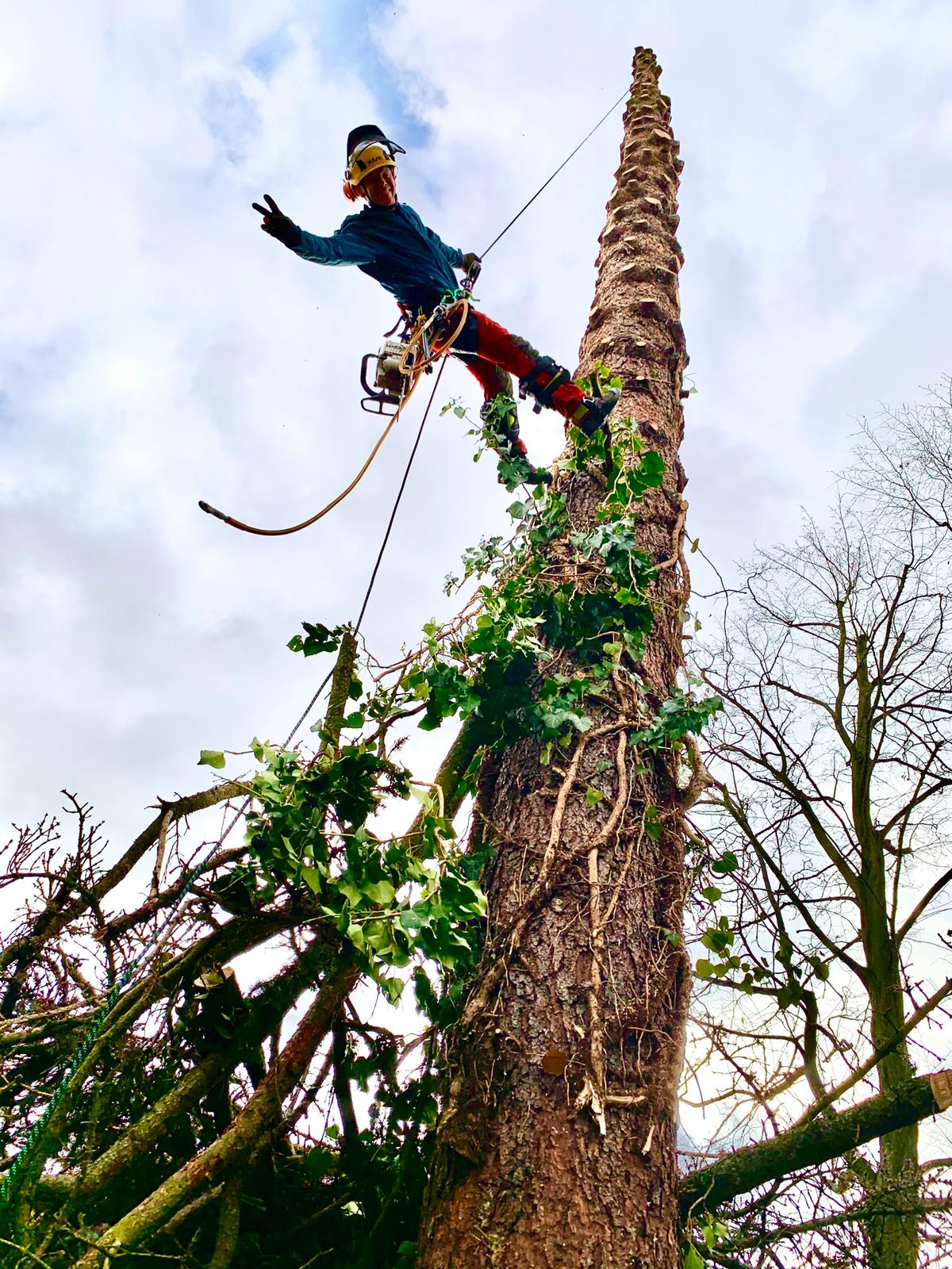 Beispielarbeit von Baumkonzept GmbH - veröffentlicht auf Gartenbau.org